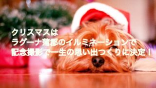 クリスマスの犬