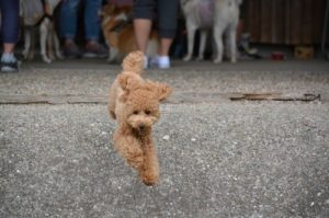 犬が急に吠えたり怯えたりした 幽霊がみえてる 急に走り回る不思議な行動の理由 Happymeal Lab