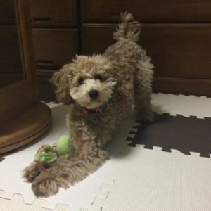 犬が足元で体を擦り寄せて触れてくる心理は もしかして分離不安症 その症状と改善方法 Happymeal Lab