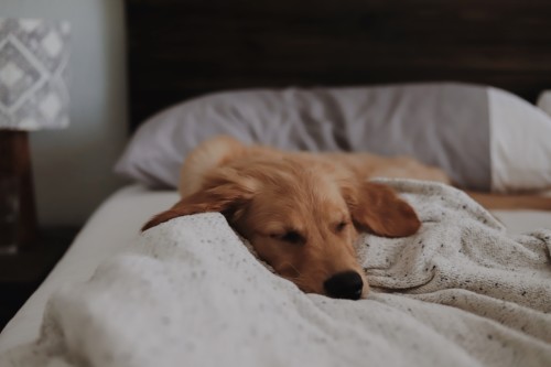犬がおしりをくっつけてくるのはなぜ 寝る時に飼い主の足元で寝る心理は Happymeal Lab