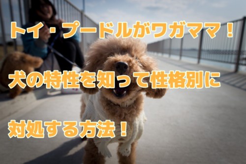 犬が急に吠えたり怯えたりした 幽霊がみえてる 急に走り回る不思議な行動の理由 Happymeal Lab